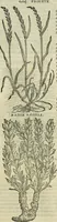 An illustration from Petri Andreae Matthioli Senensis serenissimi Principis Ferdinandi Archiducis Austriae & c., Medici, Commentarii secundo aucti : in libros sex Pedacii Dioscoridis Anazarbei de medica materia. Adiectis quàm plurimis plantarum, & animalium imaginibus quae in priore editione non habentur, eodem authore : his accessit eiusdem apologia adversus Amathum Lusitanum cum censura in eiusdem enarrationes (1558)