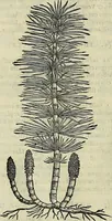 An illustration from Petri Andreae Matthioli Senensis serenissimi Principis Ferdinandi Archiducis Austriae & c., Medici, Commentarii secundo aucti : in libros sex Pedacii Dioscoridis Anazarbei de medica materia. Adiectis quàm plurimis plantarum, & animalium imaginibus quae in priore editione non habentur, eodem authore : his accessit eiusdem apologia adversus Amathum Lusitanum cum censura in eiusdem enarrationes (1558)