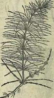 An illustration from Petri Andreae Matthioli Senensis serenissimi Principis Ferdinandi Archiducis Austriae & c., Medici, Commentarii secundo aucti : in libros sex Pedacii Dioscoridis Anazarbei de medica materia. Adiectis quàm plurimis plantarum, & animalium imaginibus quae in priore editione non habentur, eodem authore : his accessit eiusdem apologia adversus Amathum Lusitanum cum censura in eiusdem enarrationes (1558)
