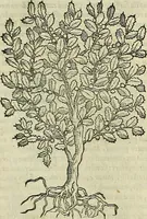 Picture 548 of 711 from Petri Andreae Matthioli Senensis serenissimi Principis Ferdinandi Archiducis Austriae & c., Medici, Commentarii secundo aucti : in libros sex Pedacii Dioscoridis Anazarbei de medica materia. Adiectis quàm plurimis plantarum, & animalium imaginibus quae in priore editione non habentur, eodem authore : his accessit eiusdem apologia adversus Amathum Lusitanum cum censura in eiusdem enarrationes (1558), leaf 618