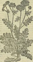 Picture 549 of 711 from Petri Andreae Matthioli Senensis serenissimi Principis Ferdinandi Archiducis Austriae & c., Medici, Commentarii secundo aucti : in libros sex Pedacii Dioscoridis Anazarbei de medica materia. Adiectis quàm plurimis plantarum, & animalium imaginibus quae in priore editione non habentur, eodem authore : his accessit eiusdem apologia adversus Amathum Lusitanum cum censura in eiusdem enarrationes (1558), leaf 619