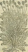 Picture 550 of 711 from Petri Andreae Matthioli Senensis serenissimi Principis Ferdinandi Archiducis Austriae & c., Medici, Commentarii secundo aucti : in libros sex Pedacii Dioscoridis Anazarbei de medica materia. Adiectis quàm plurimis plantarum, & animalium imaginibus quae in priore editione non habentur, eodem authore : his accessit eiusdem apologia adversus Amathum Lusitanum cum censura in eiusdem enarrationes (1558), leaf 620