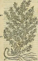 An illustration from Petri Andreae Matthioli Senensis serenissimi Principis Ferdinandi Archiducis Austriae & c., Medici, Commentarii secundo aucti : in libros sex Pedacii Dioscoridis Anazarbei de medica materia. Adiectis quàm plurimis plantarum, & animalium imaginibus quae in priore editione non habentur, eodem authore : his accessit eiusdem apologia adversus Amathum Lusitanum cum censura in eiusdem enarrationes (1558)