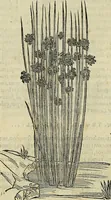 An illustration from Petri Andreae Matthioli Senensis serenissimi Principis Ferdinandi Archiducis Austriae & c., Medici, Commentarii secundo aucti : in libros sex Pedacii Dioscoridis Anazarbei de medica materia. Adiectis quàm plurimis plantarum, & animalium imaginibus quae in priore editione non habentur, eodem authore : his accessit eiusdem apologia adversus Amathum Lusitanum cum censura in eiusdem enarrationes (1558)