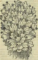 An illustration from Petri Andreae Matthioli Senensis serenissimi Principis Ferdinandi Archiducis Austriae & c., Medici, Commentarii secundo aucti : in libros sex Pedacii Dioscoridis Anazarbei de medica materia. Adiectis quàm plurimis plantarum, & animalium imaginibus quae in priore editione non habentur, eodem authore : his accessit eiusdem apologia adversus Amathum Lusitanum cum censura in eiusdem enarrationes (1558)