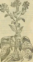 An illustration from Petri Andreae Matthioli Senensis serenissimi Principis Ferdinandi Archiducis Austriae & c., Medici, Commentarii secundo aucti : in libros sex Pedacii Dioscoridis Anazarbei de medica materia. Adiectis quàm plurimis plantarum, & animalium imaginibus quae in priore editione non habentur, eodem authore : his accessit eiusdem apologia adversus Amathum Lusitanum cum censura in eiusdem enarrationes (1558)