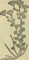 An illustration from Petri Andreae Matthioli Senensis serenissimi Principis Ferdinandi Archiducis Austriae & c., Medici, Commentarii secundo aucti : in libros sex Pedacii Dioscoridis Anazarbei de medica materia. Adiectis quàm plurimis plantarum, & animalium imaginibus quae in priore editione non habentur, eodem authore : his accessit eiusdem apologia adversus Amathum Lusitanum cum censura in eiusdem enarrationes (1558)
