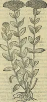 Picture 559 of 711 from Petri Andreae Matthioli Senensis serenissimi Principis Ferdinandi Archiducis Austriae & c., Medici, Commentarii secundo aucti : in libros sex Pedacii Dioscoridis Anazarbei de medica materia. Adiectis quàm plurimis plantarum, & animalium imaginibus quae in priore editione non habentur, eodem authore : his accessit eiusdem apologia adversus Amathum Lusitanum cum censura in eiusdem enarrationes (1558), leaf 625