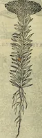 Picture 560 of 711 from Petri Andreae Matthioli Senensis serenissimi Principis Ferdinandi Archiducis Austriae & c., Medici, Commentarii secundo aucti : in libros sex Pedacii Dioscoridis Anazarbei de medica materia. Adiectis quàm plurimis plantarum, & animalium imaginibus quae in priore editione non habentur, eodem authore : his accessit eiusdem apologia adversus Amathum Lusitanum cum censura in eiusdem enarrationes (1558), leaf 625