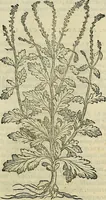Picture 561 of 711 from Petri Andreae Matthioli Senensis serenissimi Principis Ferdinandi Archiducis Austriae & c., Medici, Commentarii secundo aucti : in libros sex Pedacii Dioscoridis Anazarbei de medica materia. Adiectis quàm plurimis plantarum, & animalium imaginibus quae in priore editione non habentur, eodem authore : his accessit eiusdem apologia adversus Amathum Lusitanum cum censura in eiusdem enarrationes (1558), leaf 626