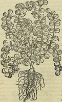Picture 562 of 711 from Petri Andreae Matthioli Senensis serenissimi Principis Ferdinandi Archiducis Austriae & c., Medici, Commentarii secundo aucti : in libros sex Pedacii Dioscoridis Anazarbei de medica materia. Adiectis quàm plurimis plantarum, & animalium imaginibus quae in priore editione non habentur, eodem authore : his accessit eiusdem apologia adversus Amathum Lusitanum cum censura in eiusdem enarrationes (1558), leaf 627