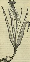 An illustration from Petri Andreae Matthioli Senensis serenissimi Principis Ferdinandi Archiducis Austriae & c., Medici, Commentarii secundo aucti : in libros sex Pedacii Dioscoridis Anazarbei de medica materia. Adiectis quàm plurimis plantarum, & animalium imaginibus quae in priore editione non habentur, eodem authore : his accessit eiusdem apologia adversus Amathum Lusitanum cum censura in eiusdem enarrationes (1558)