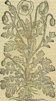 Picture 564 of 711 from Petri Andreae Matthioli Senensis serenissimi Principis Ferdinandi Archiducis Austriae & c., Medici, Commentarii secundo aucti : in libros sex Pedacii Dioscoridis Anazarbei de medica materia. Adiectis quàm plurimis plantarum, & animalium imaginibus quae in priore editione non habentur, eodem authore : his accessit eiusdem apologia adversus Amathum Lusitanum cum censura in eiusdem enarrationes (1558), leaf 628