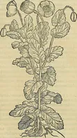 An illustration from Petri Andreae Matthioli Senensis serenissimi Principis Ferdinandi Archiducis Austriae & c., Medici, Commentarii secundo aucti : in libros sex Pedacii Dioscoridis Anazarbei de medica materia. Adiectis quàm plurimis plantarum, & animalium imaginibus quae in priore editione non habentur, eodem authore : his accessit eiusdem apologia adversus Amathum Lusitanum cum censura in eiusdem enarrationes (1558)