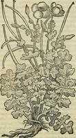 An illustration from Petri Andreae Matthioli Senensis serenissimi Principis Ferdinandi Archiducis Austriae & c., Medici, Commentarii secundo aucti : in libros sex Pedacii Dioscoridis Anazarbei de medica materia. Adiectis quàm plurimis plantarum, & animalium imaginibus quae in priore editione non habentur, eodem authore : his accessit eiusdem apologia adversus Amathum Lusitanum cum censura in eiusdem enarrationes (1558)