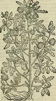An illustration from Petri Andreae Matthioli Senensis serenissimi Principis Ferdinandi Archiducis Austriae & c., Medici, Commentarii secundo aucti : in libros sex Pedacii Dioscoridis Anazarbei de medica materia. Adiectis quàm plurimis plantarum, & animalium imaginibus quae in priore editione non habentur, eodem authore : his accessit eiusdem apologia adversus Amathum Lusitanum cum censura in eiusdem enarrationes (1558)