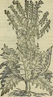 An illustration from Petri Andreae Matthioli Senensis serenissimi Principis Ferdinandi Archiducis Austriae & c., Medici, Commentarii secundo aucti : in libros sex Pedacii Dioscoridis Anazarbei de medica materia. Adiectis quàm plurimis plantarum, & animalium imaginibus quae in priore editione non habentur, eodem authore : his accessit eiusdem apologia adversus Amathum Lusitanum cum censura in eiusdem enarrationes (1558)