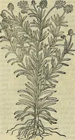 An illustration from Petri Andreae Matthioli Senensis serenissimi Principis Ferdinandi Archiducis Austriae & c., Medici, Commentarii secundo aucti : in libros sex Pedacii Dioscoridis Anazarbei de medica materia. Adiectis quàm plurimis plantarum, & animalium imaginibus quae in priore editione non habentur, eodem authore : his accessit eiusdem apologia adversus Amathum Lusitanum cum censura in eiusdem enarrationes (1558)