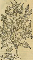 An illustration from Petri Andreae Matthioli Senensis serenissimi Principis Ferdinandi Archiducis Austriae & c., Medici, Commentarii secundo aucti : in libros sex Pedacii Dioscoridis Anazarbei de medica materia. Adiectis quàm plurimis plantarum, & animalium imaginibus quae in priore editione non habentur, eodem authore : his accessit eiusdem apologia adversus Amathum Lusitanum cum censura in eiusdem enarrationes (1558)