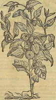 Picture 571 of 711 from Petri Andreae Matthioli Senensis serenissimi Principis Ferdinandi Archiducis Austriae & c., Medici, Commentarii secundo aucti : in libros sex Pedacii Dioscoridis Anazarbei de medica materia. Adiectis quàm plurimis plantarum, & animalium imaginibus quae in priore editione non habentur, eodem authore : his accessit eiusdem apologia adversus Amathum Lusitanum cum censura in eiusdem enarrationes (1558), leaf 634