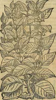 An illustration from Petri Andreae Matthioli Senensis serenissimi Principis Ferdinandi Archiducis Austriae & c., Medici, Commentarii secundo aucti : in libros sex Pedacii Dioscoridis Anazarbei de medica materia. Adiectis quàm plurimis plantarum, & animalium imaginibus quae in priore editione non habentur, eodem authore : his accessit eiusdem apologia adversus Amathum Lusitanum cum censura in eiusdem enarrationes (1558)