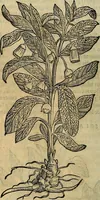 An illustration from Petri Andreae Matthioli Senensis serenissimi Principis Ferdinandi Archiducis Austriae & c., Medici, Commentarii secundo aucti : in libros sex Pedacii Dioscoridis Anazarbei de medica materia. Adiectis quàm plurimis plantarum, & animalium imaginibus quae in priore editione non habentur, eodem authore : his accessit eiusdem apologia adversus Amathum Lusitanum cum censura in eiusdem enarrationes (1558)