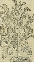 Picture 575 of 711 from Petri Andreae Matthioli Senensis serenissimi Principis Ferdinandi Archiducis Austriae & c., Medici, Commentarii secundo aucti : in libros sex Pedacii Dioscoridis Anazarbei de medica materia. Adiectis quàm plurimis plantarum, & animalium imaginibus quae in priore editione non habentur, eodem authore : his accessit eiusdem apologia adversus Amathum Lusitanum cum censura in eiusdem enarrationes (1558), leaf 637
