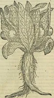 An illustration from Petri Andreae Matthioli Senensis serenissimi Principis Ferdinandi Archiducis Austriae & c., Medici, Commentarii secundo aucti : in libros sex Pedacii Dioscoridis Anazarbei de medica materia. Adiectis quàm plurimis plantarum, & animalium imaginibus quae in priore editione non habentur, eodem authore : his accessit eiusdem apologia adversus Amathum Lusitanum cum censura in eiusdem enarrationes (1558)