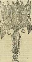 Picture 577 of 711 from Petri Andreae Matthioli Senensis serenissimi Principis Ferdinandi Archiducis Austriae & c., Medici, Commentarii secundo aucti : in libros sex Pedacii Dioscoridis Anazarbei de medica materia. Adiectis quàm plurimis plantarum, & animalium imaginibus quae in priore editione non habentur, eodem authore : his accessit eiusdem apologia adversus Amathum Lusitanum cum censura in eiusdem enarrationes (1558), leaf 638