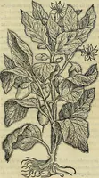 An illustration from Petri Andreae Matthioli Senensis serenissimi Principis Ferdinandi Archiducis Austriae & c., Medici, Commentarii secundo aucti : in libros sex Pedacii Dioscoridis Anazarbei de medica materia. Adiectis quàm plurimis plantarum, & animalium imaginibus quae in priore editione non habentur, eodem authore : his accessit eiusdem apologia adversus Amathum Lusitanum cum censura in eiusdem enarrationes (1558)
