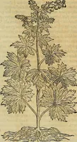 An illustration from Petri Andreae Matthioli Senensis serenissimi Principis Ferdinandi Archiducis Austriae & c., Medici, Commentarii secundo aucti : in libros sex Pedacii Dioscoridis Anazarbei de medica materia. Adiectis quàm plurimis plantarum, & animalium imaginibus quae in priore editione non habentur, eodem authore : his accessit eiusdem apologia adversus Amathum Lusitanum cum censura in eiusdem enarrationes (1558)