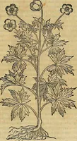 An illustration from Petri Andreae Matthioli Senensis serenissimi Principis Ferdinandi Archiducis Austriae & c., Medici, Commentarii secundo aucti : in libros sex Pedacii Dioscoridis Anazarbei de medica materia. Adiectis quàm plurimis plantarum, & animalium imaginibus quae in priore editione non habentur, eodem authore : his accessit eiusdem apologia adversus Amathum Lusitanum cum censura in eiusdem enarrationes (1558)