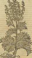 An illustration from Petri Andreae Matthioli Senensis serenissimi Principis Ferdinandi Archiducis Austriae & c., Medici, Commentarii secundo aucti : in libros sex Pedacii Dioscoridis Anazarbei de medica materia. Adiectis quàm plurimis plantarum, & animalium imaginibus quae in priore editione non habentur, eodem authore : his accessit eiusdem apologia adversus Amathum Lusitanum cum censura in eiusdem enarrationes (1558)