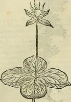 An illustration from Petri Andreae Matthioli Senensis serenissimi Principis Ferdinandi Archiducis Austriae & c., Medici, Commentarii secundo aucti : in libros sex Pedacii Dioscoridis Anazarbei de medica materia. Adiectis quàm plurimis plantarum, & animalium imaginibus quae in priore editione non habentur, eodem authore : his accessit eiusdem apologia adversus Amathum Lusitanum cum censura in eiusdem enarrationes (1558)