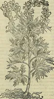 An illustration from Petri Andreae Matthioli Senensis serenissimi Principis Ferdinandi Archiducis Austriae & c., Medici, Commentarii secundo aucti : in libros sex Pedacii Dioscoridis Anazarbei de medica materia. Adiectis quàm plurimis plantarum, & animalium imaginibus quae in priore editione non habentur, eodem authore : his accessit eiusdem apologia adversus Amathum Lusitanum cum censura in eiusdem enarrationes (1558)