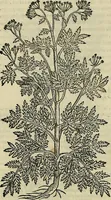 An illustration from Petri Andreae Matthioli Senensis serenissimi Principis Ferdinandi Archiducis Austriae & c., Medici, Commentarii secundo aucti : in libros sex Pedacii Dioscoridis Anazarbei de medica materia. Adiectis quàm plurimis plantarum, & animalium imaginibus quae in priore editione non habentur, eodem authore : his accessit eiusdem apologia adversus Amathum Lusitanum cum censura in eiusdem enarrationes (1558)