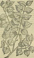 Picture 588 of 711 from Petri Andreae Matthioli Senensis serenissimi Principis Ferdinandi Archiducis Austriae & c., Medici, Commentarii secundo aucti : in libros sex Pedacii Dioscoridis Anazarbei de medica materia. Adiectis quàm plurimis plantarum, & animalium imaginibus quae in priore editione non habentur, eodem authore : his accessit eiusdem apologia adversus Amathum Lusitanum cum censura in eiusdem enarrationes (1558), leaf 646