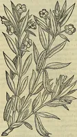 An illustration from Petri Andreae Matthioli Senensis serenissimi Principis Ferdinandi Archiducis Austriae & c., Medici, Commentarii secundo aucti : in libros sex Pedacii Dioscoridis Anazarbei de medica materia. Adiectis quàm plurimis plantarum, & animalium imaginibus quae in priore editione non habentur, eodem authore : his accessit eiusdem apologia adversus Amathum Lusitanum cum censura in eiusdem enarrationes (1558)