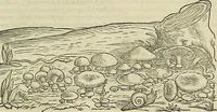 Picture 590 of 711 from Petri Andreae Matthioli Senensis serenissimi Principis Ferdinandi Archiducis Austriae & c., Medici, Commentarii secundo aucti : in libros sex Pedacii Dioscoridis Anazarbei de medica materia. Adiectis quàm plurimis plantarum, & animalium imaginibus quae in priore editione non habentur, eodem authore : his accessit eiusdem apologia adversus Amathum Lusitanum cum censura in eiusdem enarrationes (1558), leaf 648