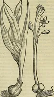 An illustration from Petri Andreae Matthioli Senensis serenissimi Principis Ferdinandi Archiducis Austriae & c., Medici, Commentarii secundo aucti : in libros sex Pedacii Dioscoridis Anazarbei de medica materia. Adiectis quàm plurimis plantarum, & animalium imaginibus quae in priore editione non habentur, eodem authore : his accessit eiusdem apologia adversus Amathum Lusitanum cum censura in eiusdem enarrationes (1558)