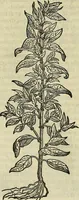 An illustration from Petri Andreae Matthioli Senensis serenissimi Principis Ferdinandi Archiducis Austriae & c., Medici, Commentarii secundo aucti : in libros sex Pedacii Dioscoridis Anazarbei de medica materia. Adiectis quàm plurimis plantarum, & animalium imaginibus quae in priore editione non habentur, eodem authore : his accessit eiusdem apologia adversus Amathum Lusitanum cum censura in eiusdem enarrationes (1558)