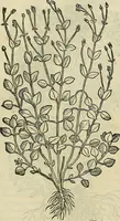 Picture 594 of 711 from Petri Andreae Matthioli Senensis serenissimi Principis Ferdinandi Archiducis Austriae & c., Medici, Commentarii secundo aucti : in libros sex Pedacii Dioscoridis Anazarbei de medica materia. Adiectis quàm plurimis plantarum, & animalium imaginibus quae in priore editione non habentur, eodem authore : his accessit eiusdem apologia adversus Amathum Lusitanum cum censura in eiusdem enarrationes (1558), leaf 652
