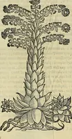 Picture 596 of 711 from Petri Andreae Matthioli Senensis serenissimi Principis Ferdinandi Archiducis Austriae & c., Medici, Commentarii secundo aucti : in libros sex Pedacii Dioscoridis Anazarbei de medica materia. Adiectis quàm plurimis plantarum, & animalium imaginibus quae in priore editione non habentur, eodem authore : his accessit eiusdem apologia adversus Amathum Lusitanum cum censura in eiusdem enarrationes (1558), leaf 653