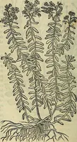 An illustration from Petri Andreae Matthioli Senensis serenissimi Principis Ferdinandi Archiducis Austriae & c., Medici, Commentarii secundo aucti : in libros sex Pedacii Dioscoridis Anazarbei de medica materia. Adiectis quàm plurimis plantarum, & animalium imaginibus quae in priore editione non habentur, eodem authore : his accessit eiusdem apologia adversus Amathum Lusitanum cum censura in eiusdem enarrationes (1558)