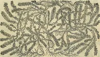 An illustration from Petri Andreae Matthioli Senensis serenissimi Principis Ferdinandi Archiducis Austriae & c., Medici, Commentarii secundo aucti : in libros sex Pedacii Dioscoridis Anazarbei de medica materia. Adiectis quàm plurimis plantarum, & animalium imaginibus quae in priore editione non habentur, eodem authore : his accessit eiusdem apologia adversus Amathum Lusitanum cum censura in eiusdem enarrationes (1558)