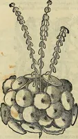 An illustration from Petri Andreae Matthioli Senensis serenissimi Principis Ferdinandi Archiducis Austriae & c., Medici, Commentarii secundo aucti : in libros sex Pedacii Dioscoridis Anazarbei de medica materia. Adiectis quàm plurimis plantarum, & animalium imaginibus quae in priore editione non habentur, eodem authore : his accessit eiusdem apologia adversus Amathum Lusitanum cum censura in eiusdem enarrationes (1558)