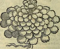 An illustration from Petri Andreae Matthioli Senensis serenissimi Principis Ferdinandi Archiducis Austriae & c., Medici, Commentarii secundo aucti : in libros sex Pedacii Dioscoridis Anazarbei de medica materia. Adiectis quàm plurimis plantarum, & animalium imaginibus quae in priore editione non habentur, eodem authore : his accessit eiusdem apologia adversus Amathum Lusitanum cum censura in eiusdem enarrationes (1558)