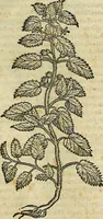 An illustration from Petri Andreae Matthioli Senensis serenissimi Principis Ferdinandi Archiducis Austriae & c., Medici, Commentarii secundo aucti : in libros sex Pedacii Dioscoridis Anazarbei de medica materia. Adiectis quàm plurimis plantarum, & animalium imaginibus quae in priore editione non habentur, eodem authore : his accessit eiusdem apologia adversus Amathum Lusitanum cum censura in eiusdem enarrationes (1558)