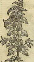 An illustration from Petri Andreae Matthioli Senensis serenissimi Principis Ferdinandi Archiducis Austriae & c., Medici, Commentarii secundo aucti : in libros sex Pedacii Dioscoridis Anazarbei de medica materia. Adiectis quàm plurimis plantarum, & animalium imaginibus quae in priore editione non habentur, eodem authore : his accessit eiusdem apologia adversus Amathum Lusitanum cum censura in eiusdem enarrationes (1558)