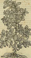 An illustration from Petri Andreae Matthioli Senensis serenissimi Principis Ferdinandi Archiducis Austriae & c., Medici, Commentarii secundo aucti : in libros sex Pedacii Dioscoridis Anazarbei de medica materia. Adiectis quàm plurimis plantarum, & animalium imaginibus quae in priore editione non habentur, eodem authore : his accessit eiusdem apologia adversus Amathum Lusitanum cum censura in eiusdem enarrationes (1558)